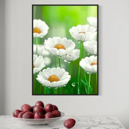 Stokrotki po deszczu