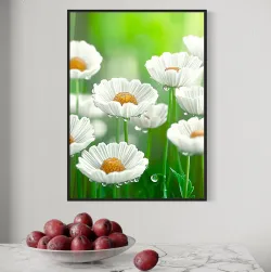 Stokrotki po deszczu