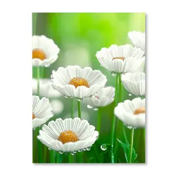 Stokrotki po deszczu